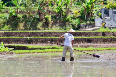Ubud, Bali, Endonezya - 7 Ağustos 2019: Campuhan sırt yürüyüşüne yakın pirinç tarlalarında çalışan yalnız bir çiftçi. Yılın her günü binlerce turist bu terasları ziyaret ediyor..