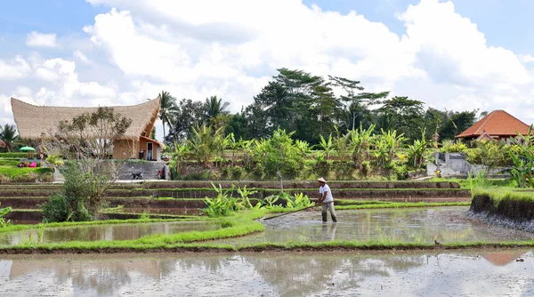 Ubud Bali Indonésie Août 2019 Agriculteur Solitaire Travaillant Sur Les — Photo