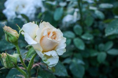 Yağmur damlalı narin pembe gül