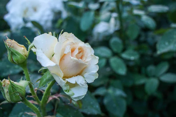 Yağmur damlalı narin pembe gül