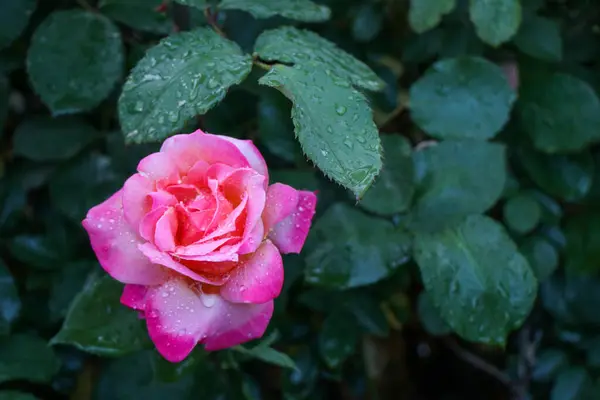 Yağmur damlalı narin pembe gül