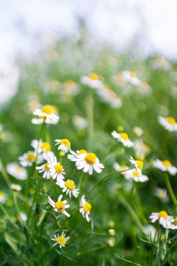Yazın papatya tarlası