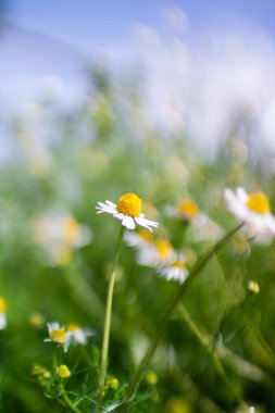 Yazın papatya tarlası