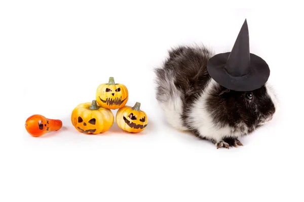 Schönes Meerschweinchen Mit Hexenhut Halloween — Stockfoto