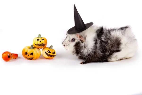 Lovely Guinea Pig Witch Hat Halloween — Stock Photo, Image