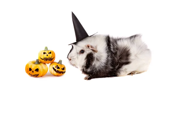 Schönes Meerschweinchen Mit Hexenhut Halloween — Stockfoto