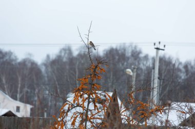Kuş kış manzara içinde Deniz topalak Bush üzerinde