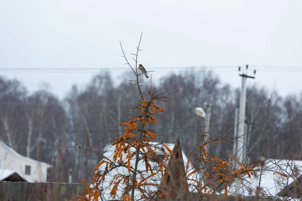 Pták Rakytník Řešetlákový Bush Zimní Krajině — Stock fotografie