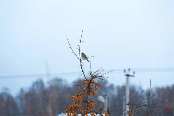 Птица Облепихе Буш Зимнем Пейзаже — стоковое фото