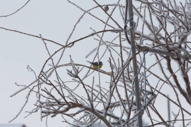 Baştankara karla kaplı kış ağaç üzerinde