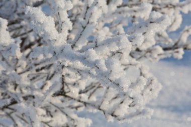 Ormanda kış karla kaplı şube