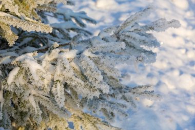 Kış karla kaplı çam dalı