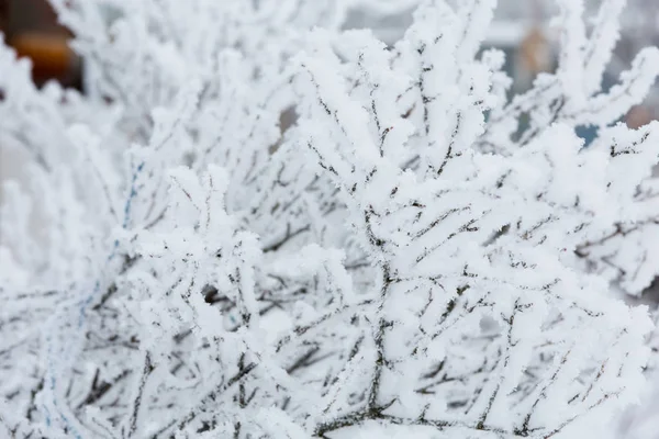 Ramo Inverno Coberto Neve Floresta — Fotografia de Stock