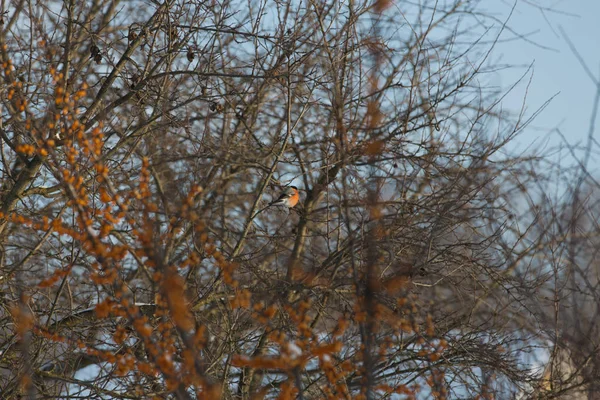 Pták Rakytník Řešetlákový Bush Zimní Krajině — Stock fotografie