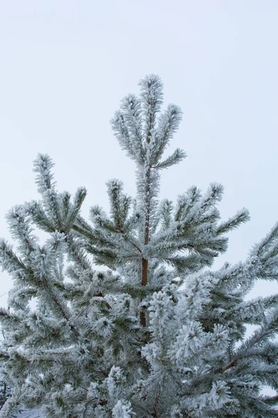 白雪覆盖的冬松分枝 — 图库照片