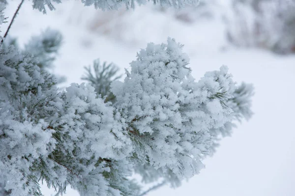 Снежная Ветвь Сосны — стоковое фото