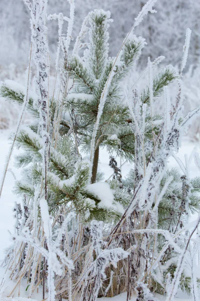 Ramo Pinho Inverno Coberto Neve — Fotografia de Stock