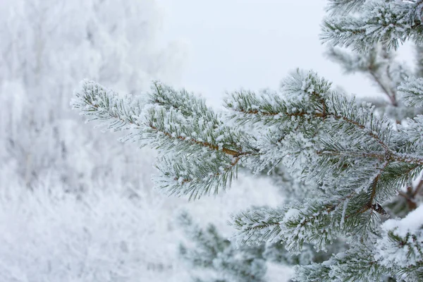 Ramo Pinho Inverno Coberto Neve — Fotografia de Stock