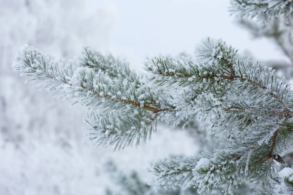 Ramo Pinho Inverno Coberto Neve — Fotografia de Stock