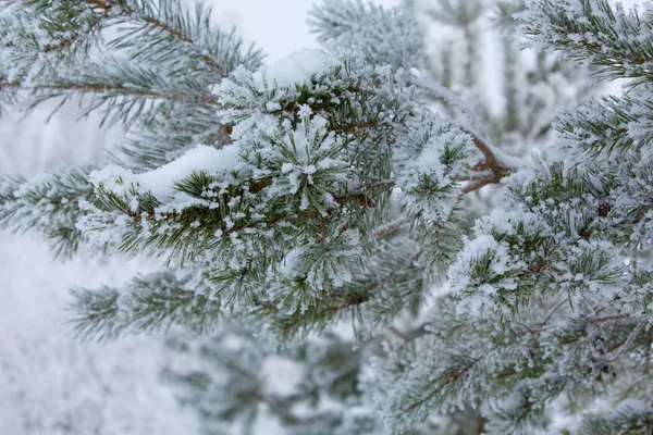 Снежная Ветвь Сосны — стоковое фото