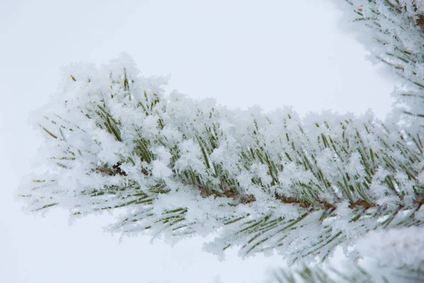 雪に覆われた冬の松の枝 — ストック写真