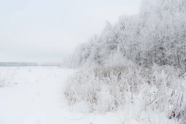 Sněhem Pokrytý Zimní Les — Stock fotografie