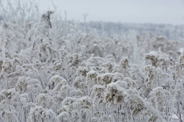 Zimní Krajina Zasněžené Pole — Stock fotografie