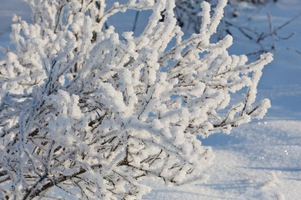 Ramo Inverno Coberto Neve Floresta — Fotografia de Stock