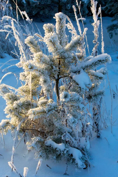 Ramo Pinho Inverno Coberto Neve — Fotografia de Stock