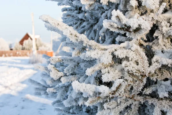 Zimowe Zaśnieżone Pine Oddział — Zdjęcie stockowe