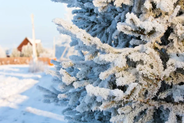 白雪覆盖的冬松分枝 — 图库照片