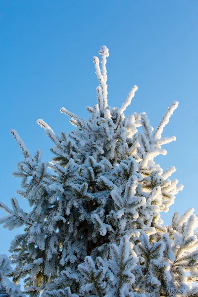 Ramo Pinho Inverno Coberto Neve — Fotografia de Stock