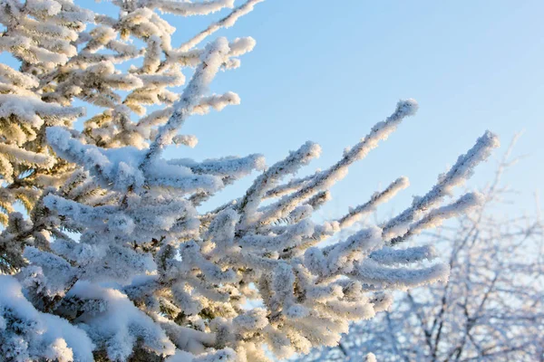 Ramo Pinho Inverno Coberto Neve — Fotografia de Stock