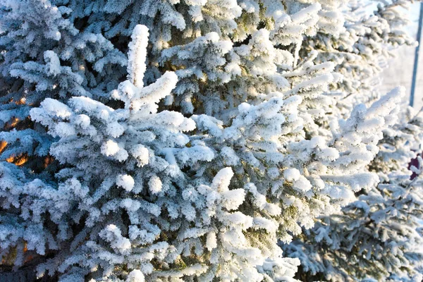 雪に覆われた冬の松の枝 — ストック写真
