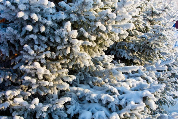 雪に覆われた冬の松の枝 — ストック写真