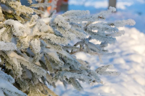 Ramo Pinho Inverno Coberto Neve — Fotografia de Stock