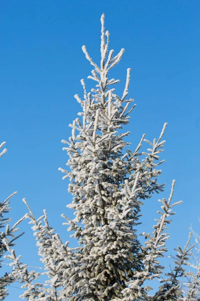 Zimní Zasněženou Větev Borovice — Stock fotografie