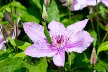 Lila akasma çiçek bahçesinde