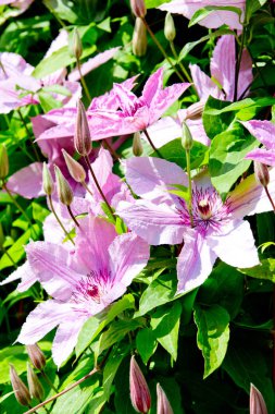 Lila akasma çiçek bahçesinde