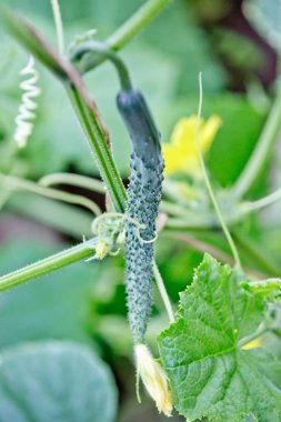 Bahçede taze yeşil salatalık