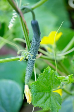 Bahçede taze yeşil salatalık