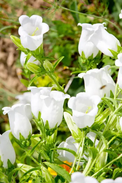 花园中的白铃 — 图库照片