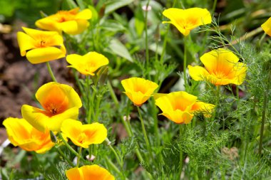 Bahçede sarı California haşhaş bloom