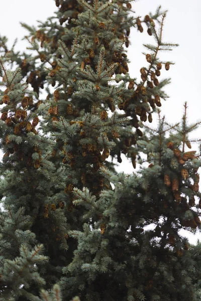 Albero Conifere Con Molti Coni — Foto Stock