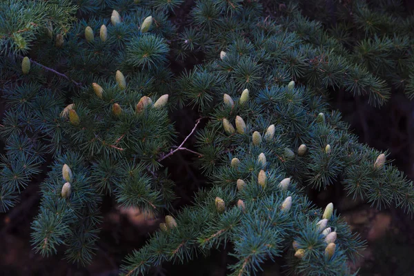 Coniferous Tree Many Cones — Stock Photo, Image