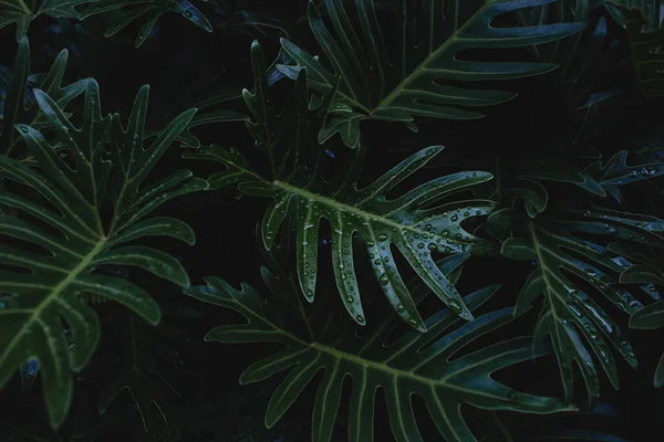 Yeşil yaprak arkaplan, reklam kartı veya davetiye için boş fikir özeti. Doğal konsept, soyut tarz poster.