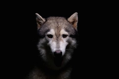 Siyah arka planda bir köpek. Karanlık bir ton.