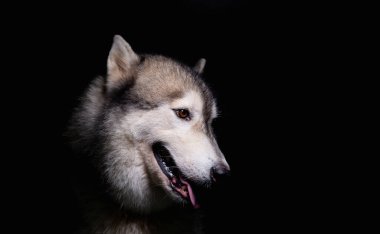 Siyah arka planda bir köpek. Karanlık bir ton.