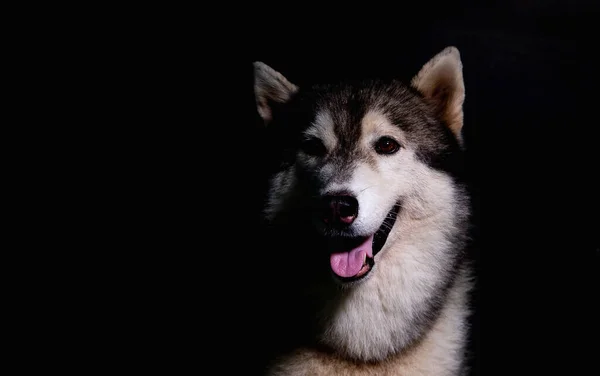 Perro Sobre Fondo Negro Estilo Tono Oscuro — Foto de Stock