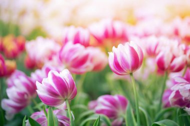 Bulanık arkaplanda güzel laleler ve giriş için boş alan